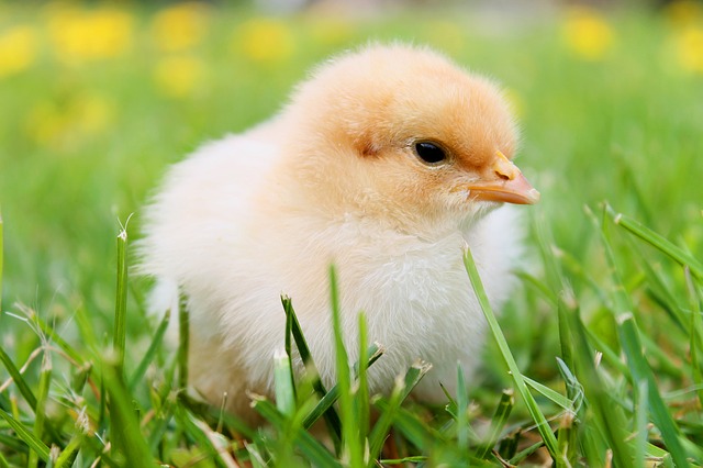 kuřátko na trávě
